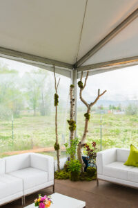 Aspen Tree Clusters