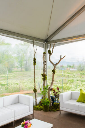 Aspen Tree Clusters