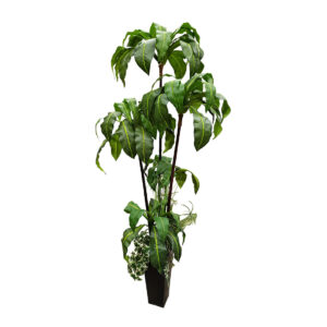 Faux Birds Nest Fern in Decorative Planter 6′